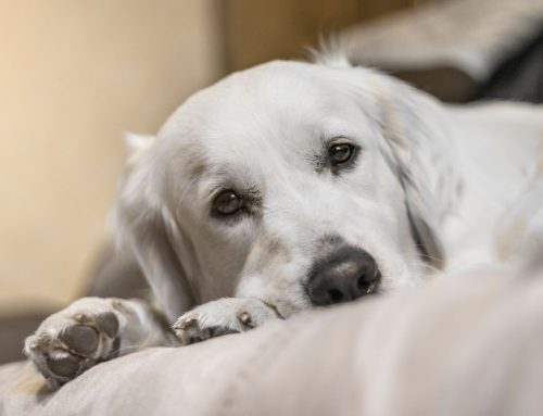 Recognizing and Managing Stress and Anxiety in Dogs and Cats